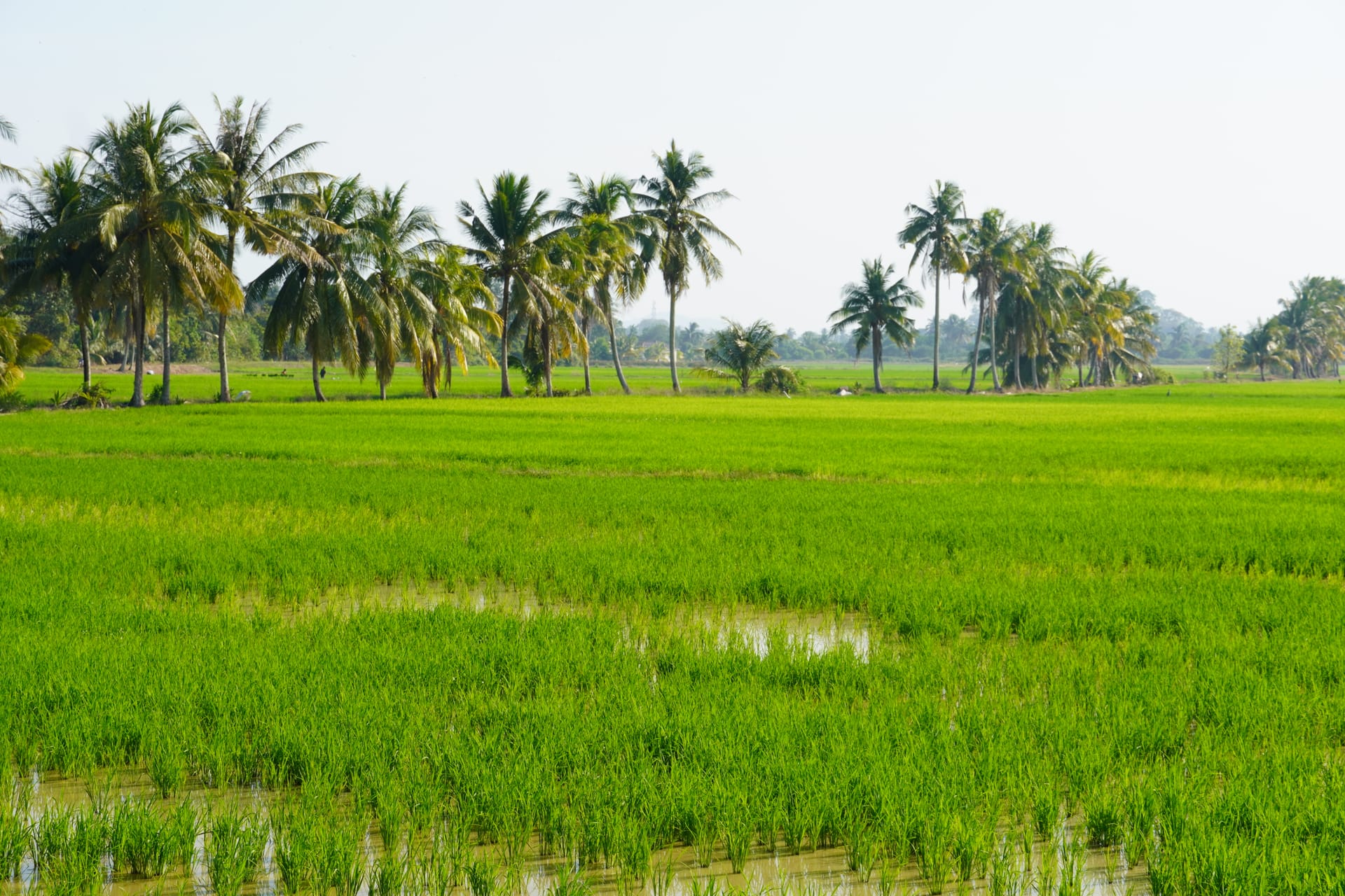 Auf dem Weg nach Kuala Lumpur